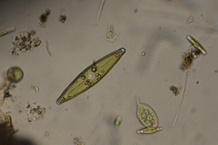Phacus caudatus