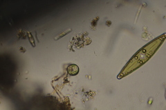 Phacus caudatus