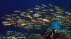 Lutjanus ehrenbergii