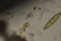 Phacus caudatus