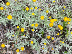 Arnica discoidea