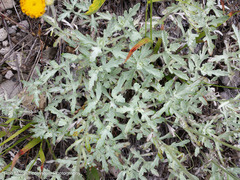Arnica discoidea