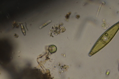 Phacus caudatus