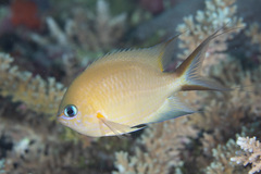 Pycnochromis amboinensis