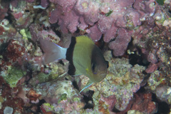 Pycnochromis retrofasciatus