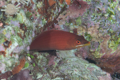Pseudocheilinus evanidus