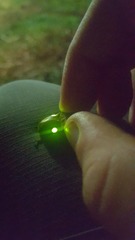 Pyrophorus noctilucus