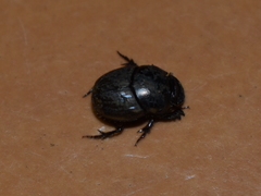 Digitonthophagus
