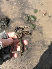Diopatra cuprea
