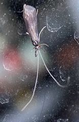 Mystacides sepulchralis