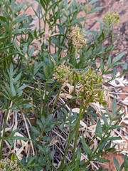 Lomatium latilobum