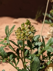 Lomatium latilobum