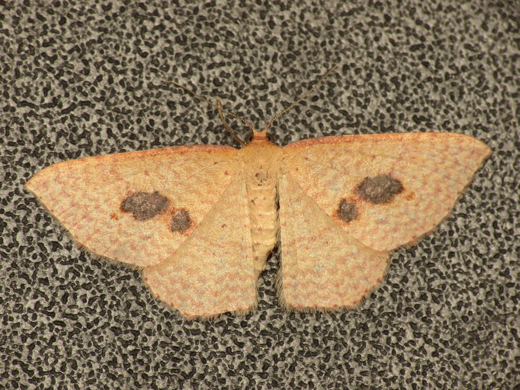 Red-spotted delicate