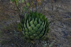 Agave guadalajarana