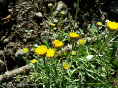 Arnica discoidea
