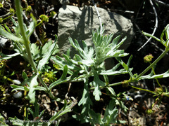 Arnica discoidea