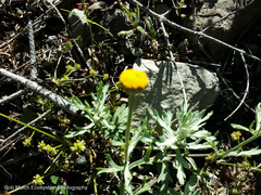 Arnica discoidea