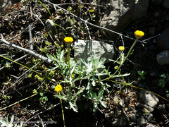 Arnica discoidea