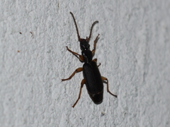Dailodontus
