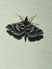 Diasemiodes janassialis