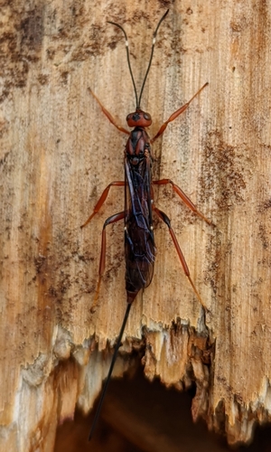 Xorides californicus