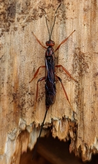 Xorides californicus