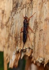 Xorides californicus