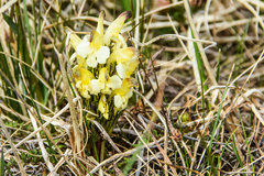 Pedicularis oederi