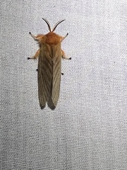 Thoscora