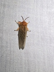 Thoscora