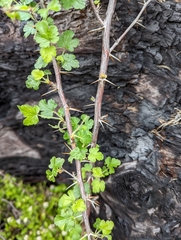 Ribes lobbii
