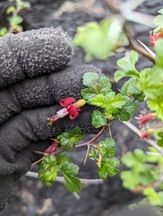 Ribes lobbii