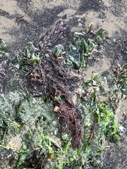 Gracilaria