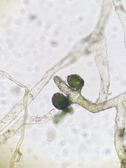 Vaucheria canalicularis
