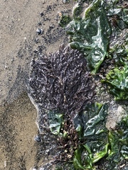 Gracilaria