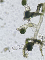 Vaucheria canalicularis