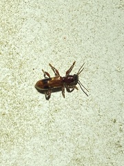 Priocera castanea