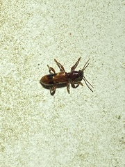 Priocera castanea