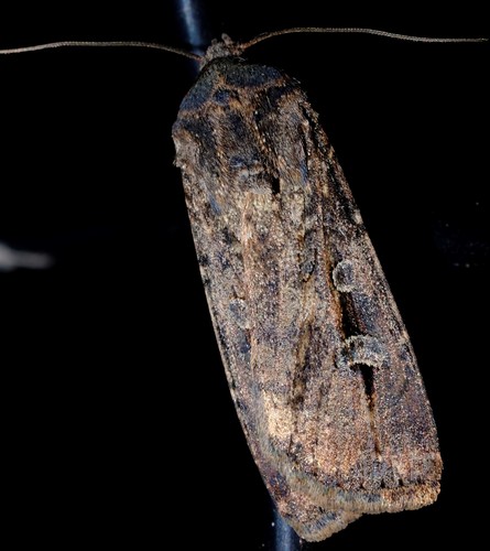 Bogong moth