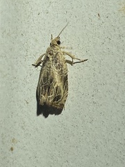 Olethreutes furfuranum
