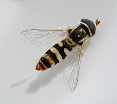 Ischiodon