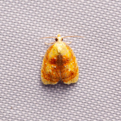Acleris curvalana