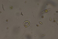 Monoraphidium contortum