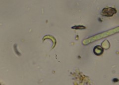 Monoraphidium contortum