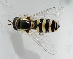 Ischiodon