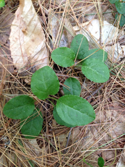 Pyrola elliptica