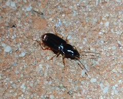 Stenolophus ochropezus