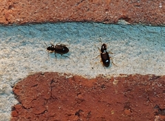 Stenolophus ochropezus