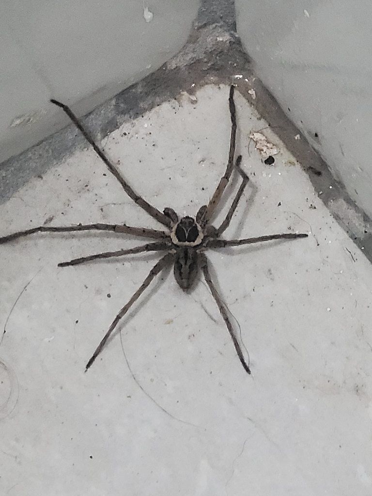 Pantropical Huntsman Spider from Salud, Mayagüez, Puerto Rico on May 12 ...