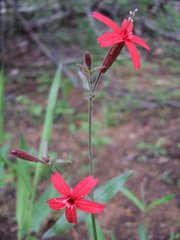 Silene virginica